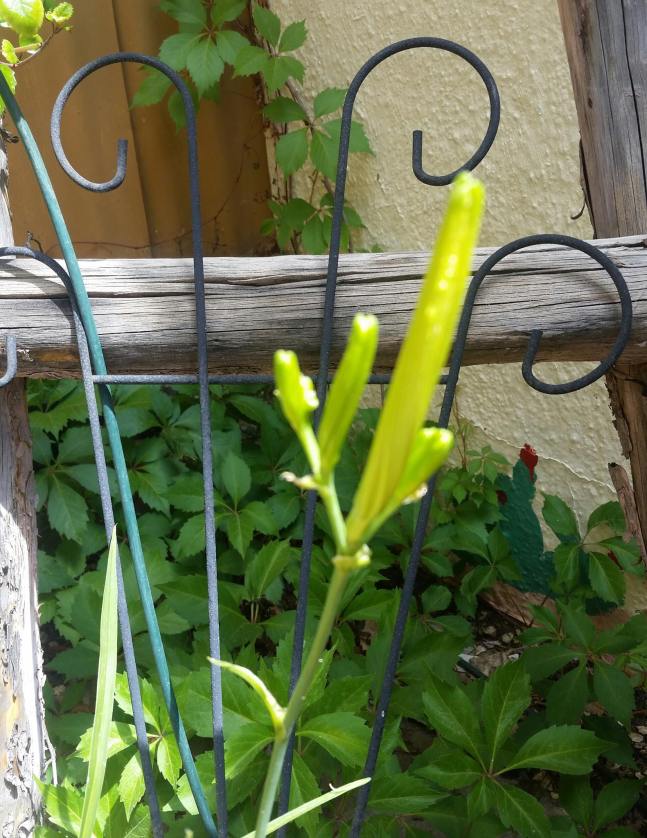 13410590_10153688773786239_982166443_o