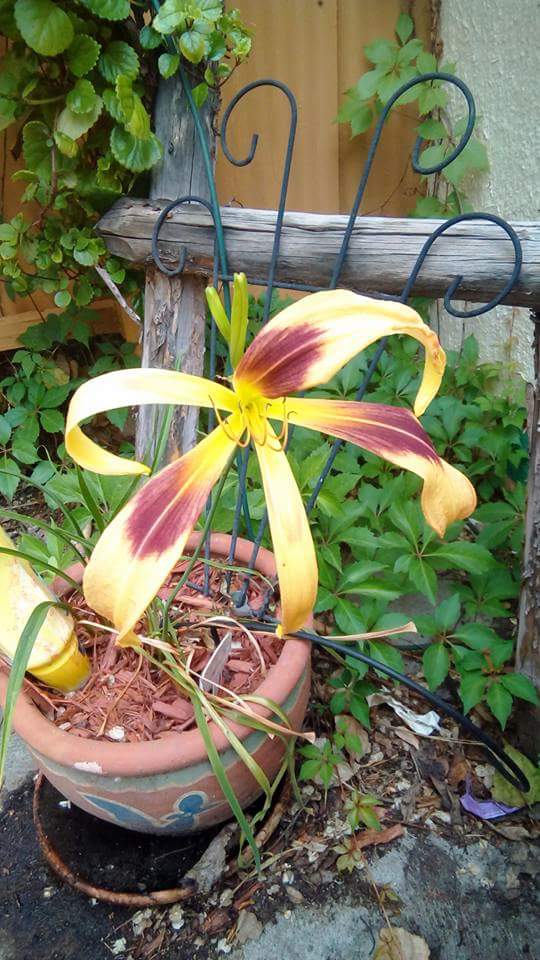 13445552_1216938351680388_9197977821710453742_n