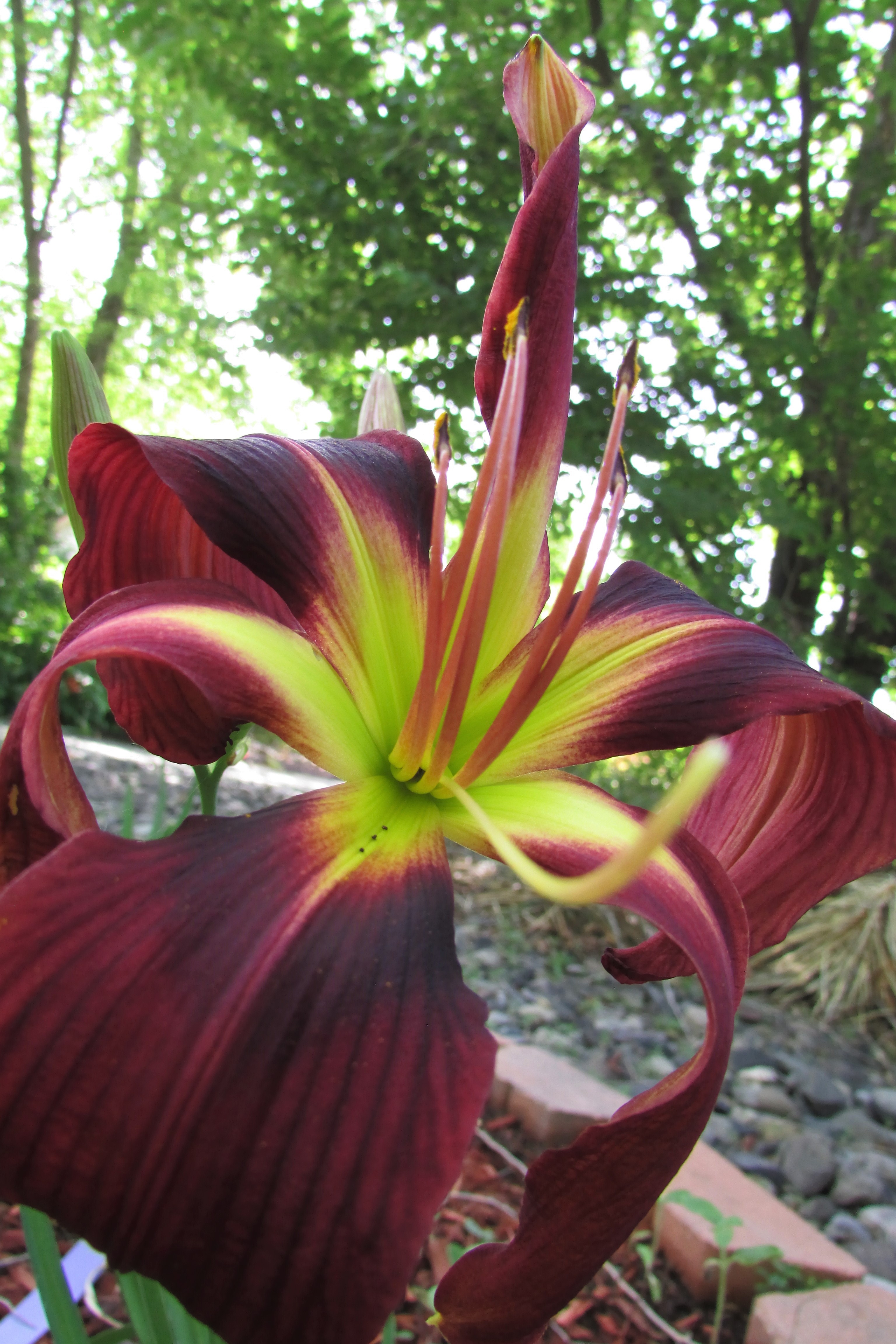 ChiefFourFingers16.6.29