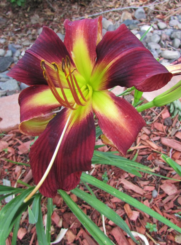 ChiefFourFingers21.6.30