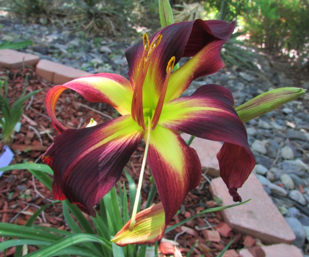 ChiefFourFingers8.6.26