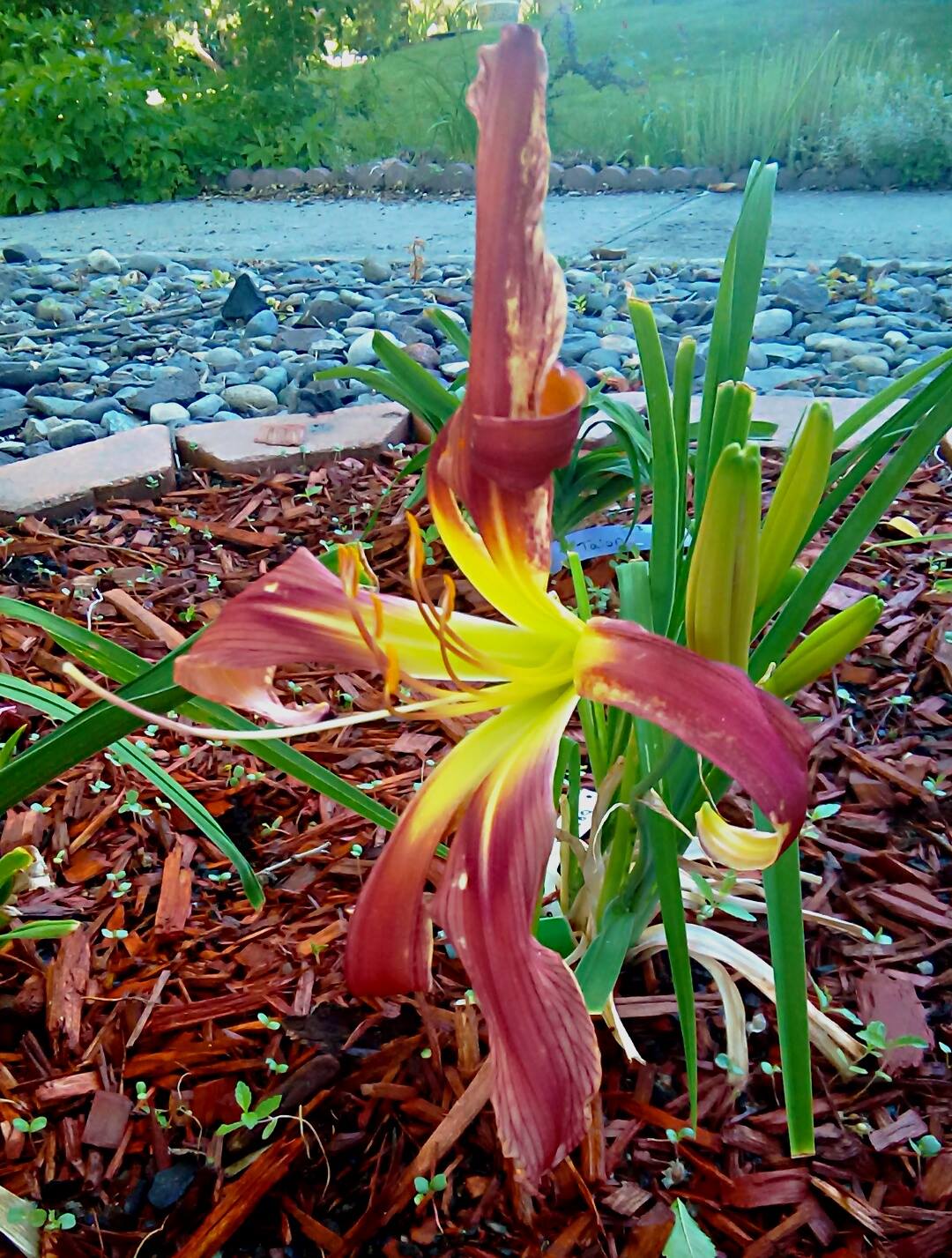 COKidDreamKeeper6.12.16