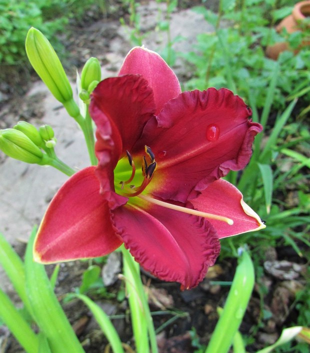 EarlyBirdCardinal22.6.27