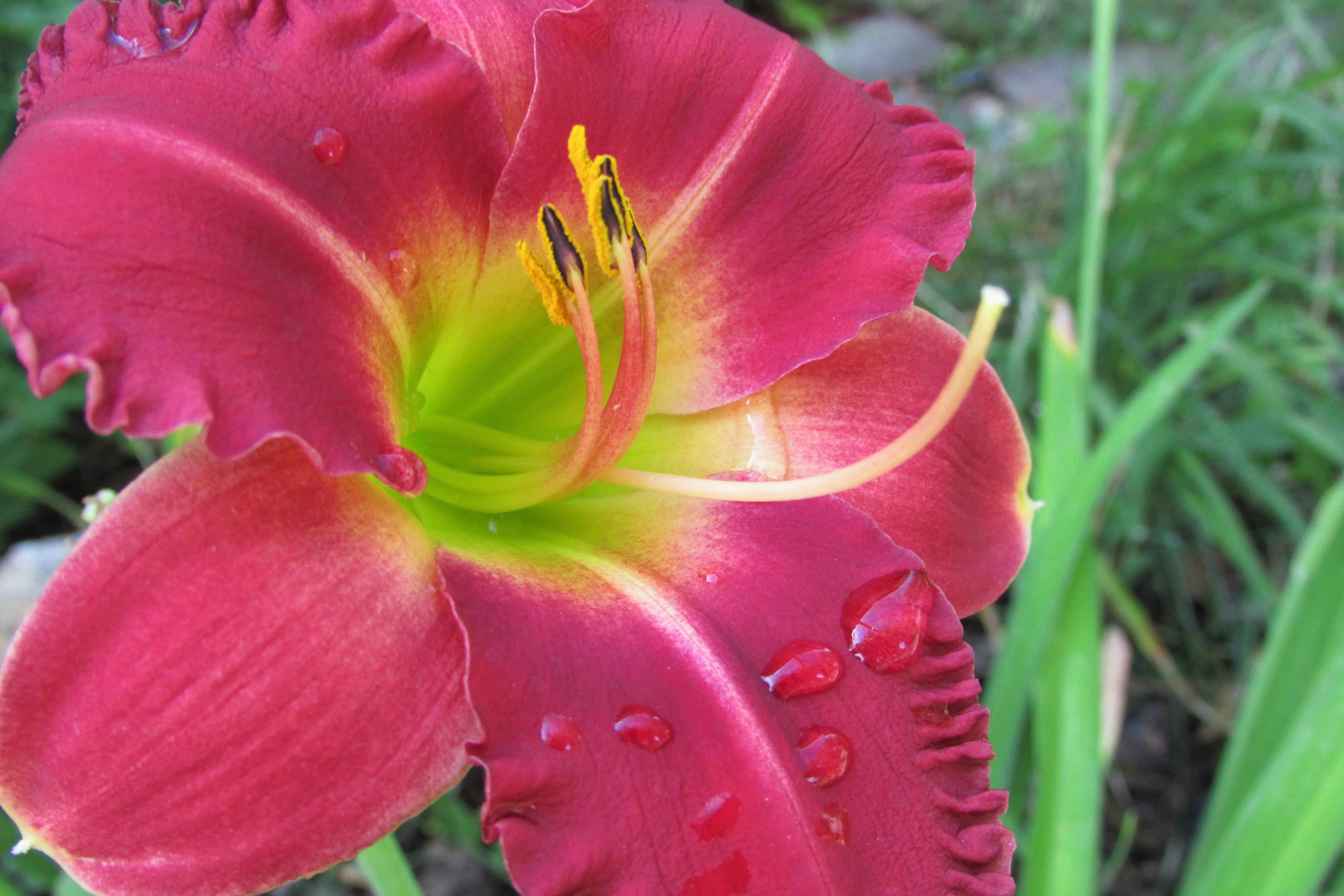 EarlyBirdCardinal27.6.29