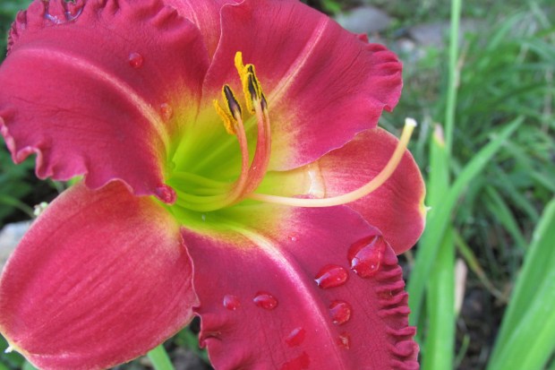 EarlyBirdCardinal27.6.29