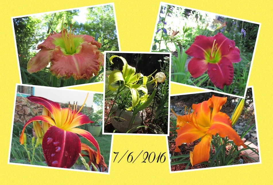 Collage 2016-07-06