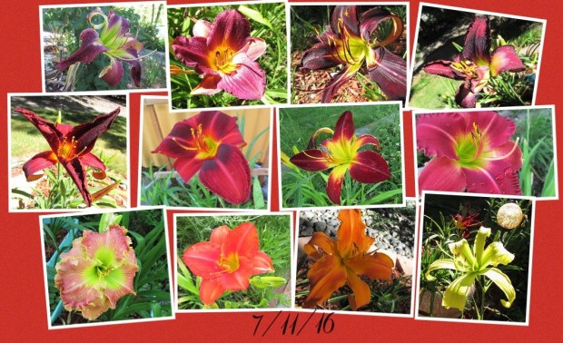 Collage 2016-07-11 17_51_57