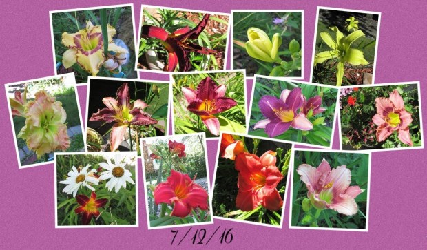 Collage 2016-07-12 15_08_58