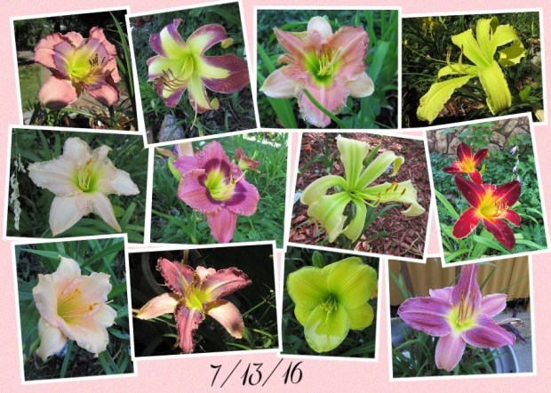 Collage 2016-07-13 16_07_21