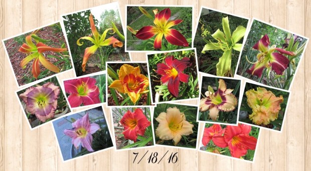 Collage 2016-07-18 14_44_47