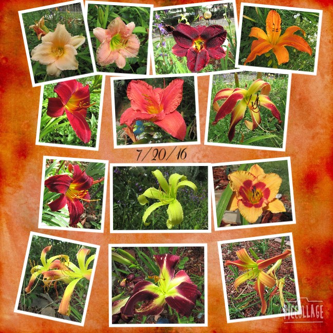 Collage 2016-07-20 16_29_06