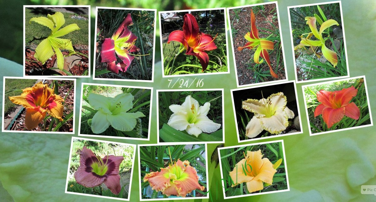 Collage 2016-07-24 15_06_57