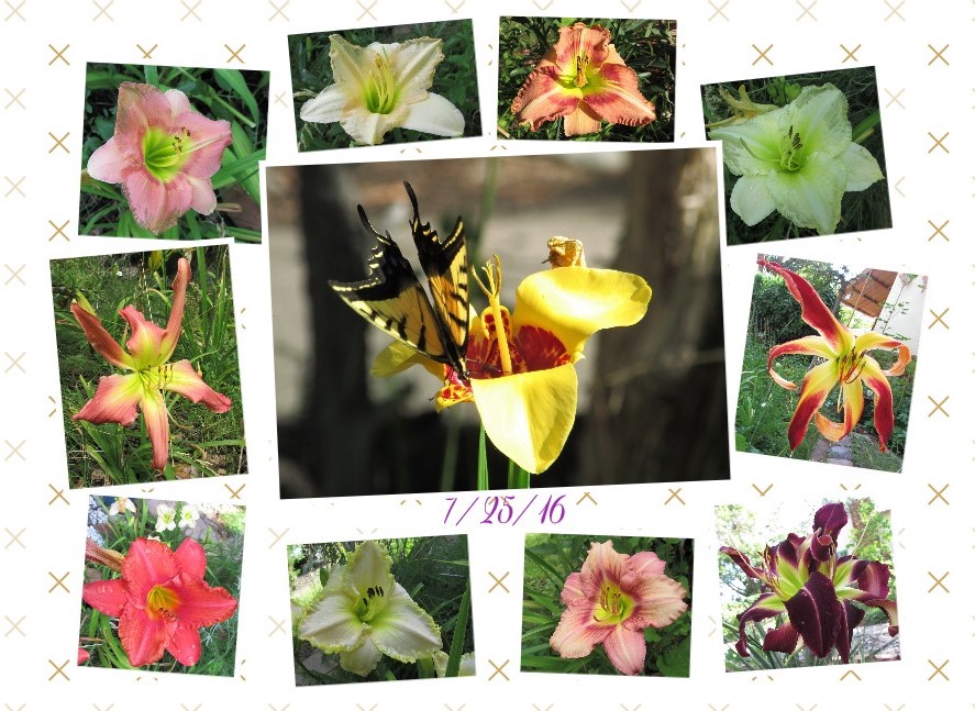 Collage 2016-07-25 15_58_11