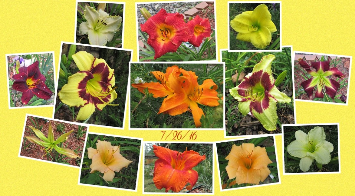 Collage 2016-07-26 17_13_53