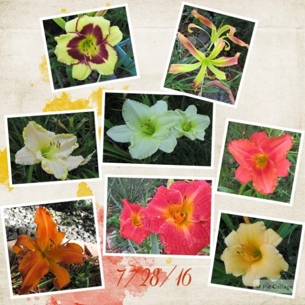 Collage 2016-07-28 13_31_06