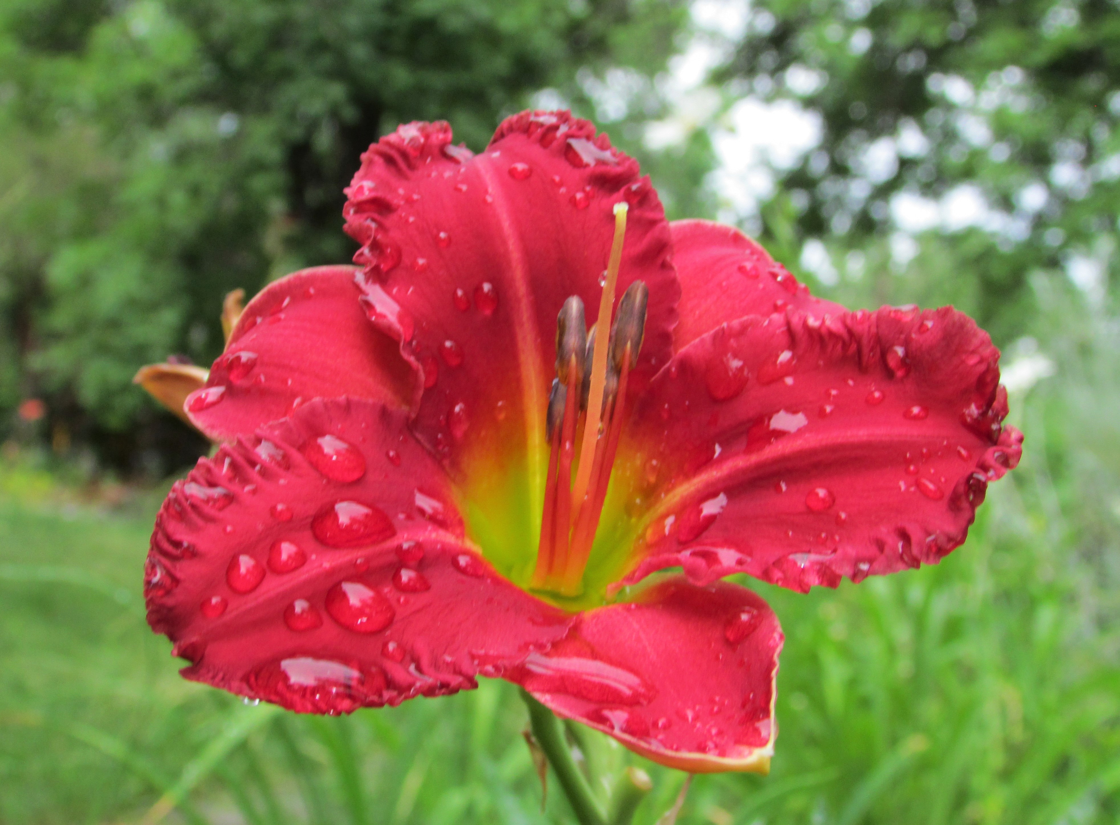 EarlyBirdCardinal31.7.1