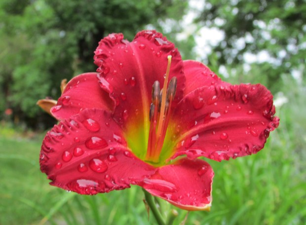 EarlyBirdCardinal31.7.1