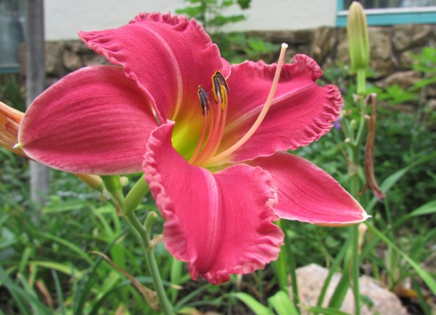 EarlyBirdCardinal33.7.3