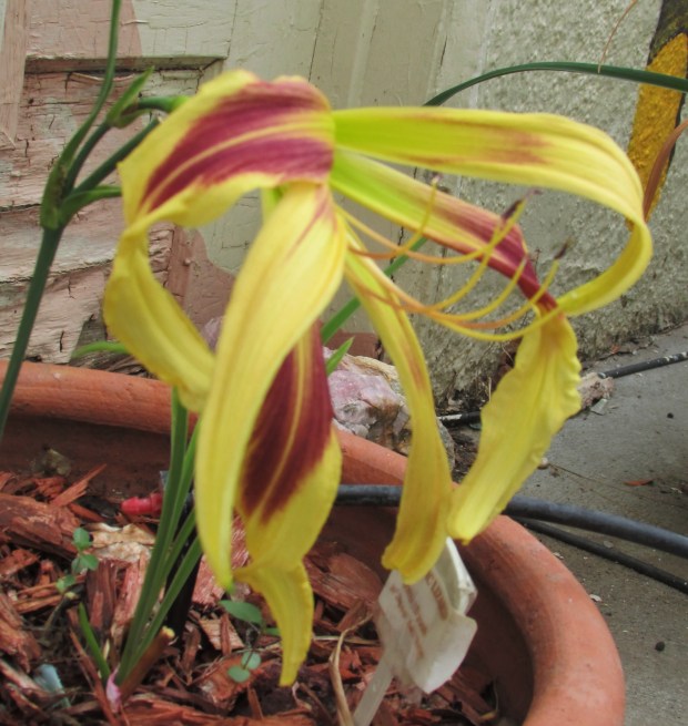 ElectricLizard14.7.22