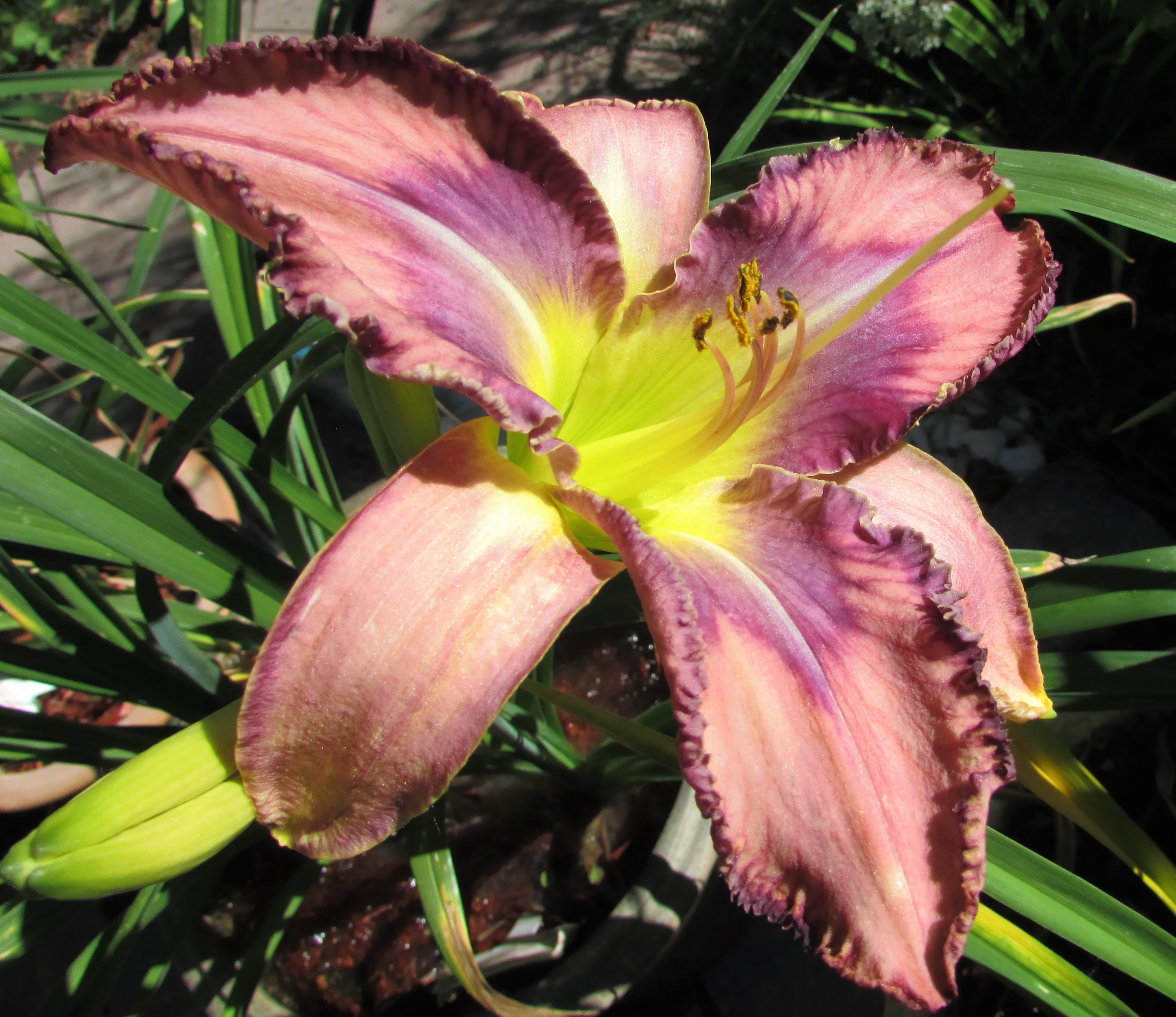 MildredMitchell5.7.6