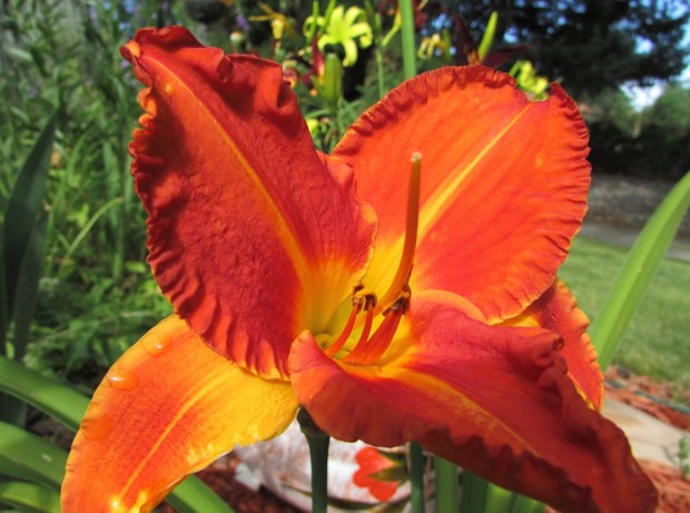 MontroseSunset3.7.15