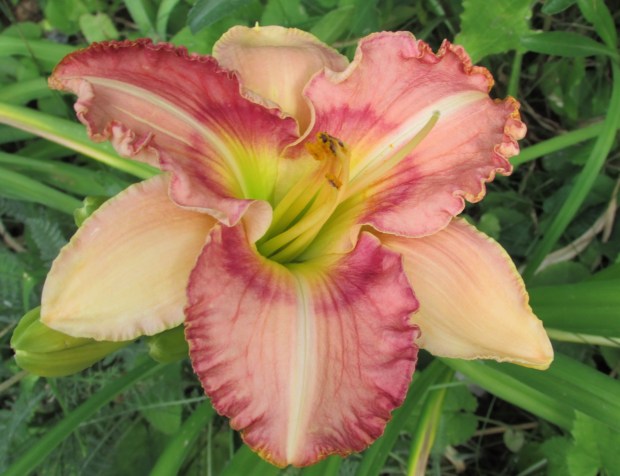 PickoftheLitter1.7.15