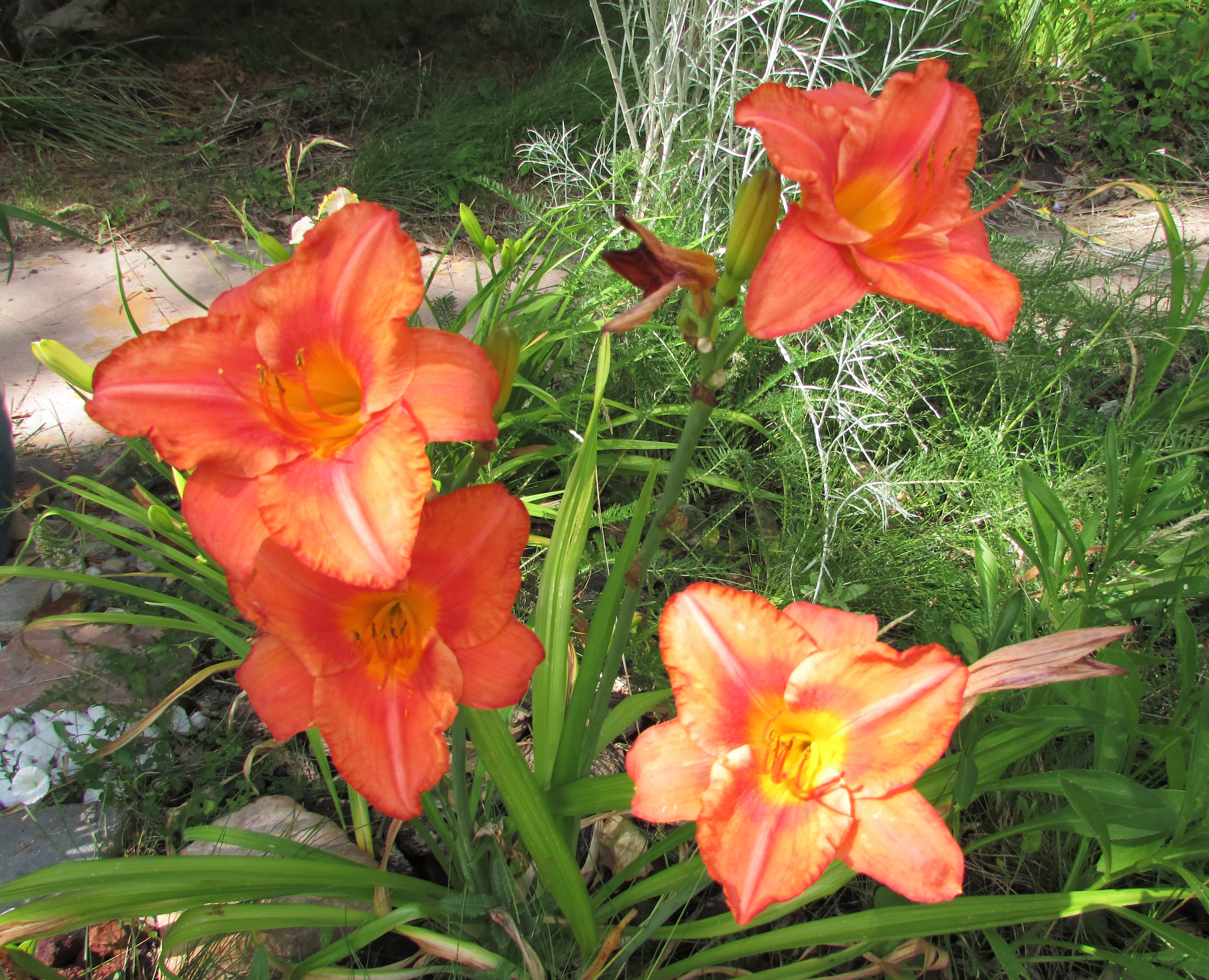 SouthSeas49.7.25fourblooms