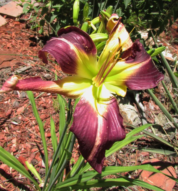 ZuniThunderbird1.7.14