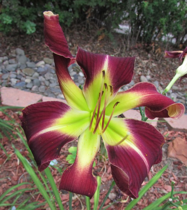 ZuniThunderbird65.7.26