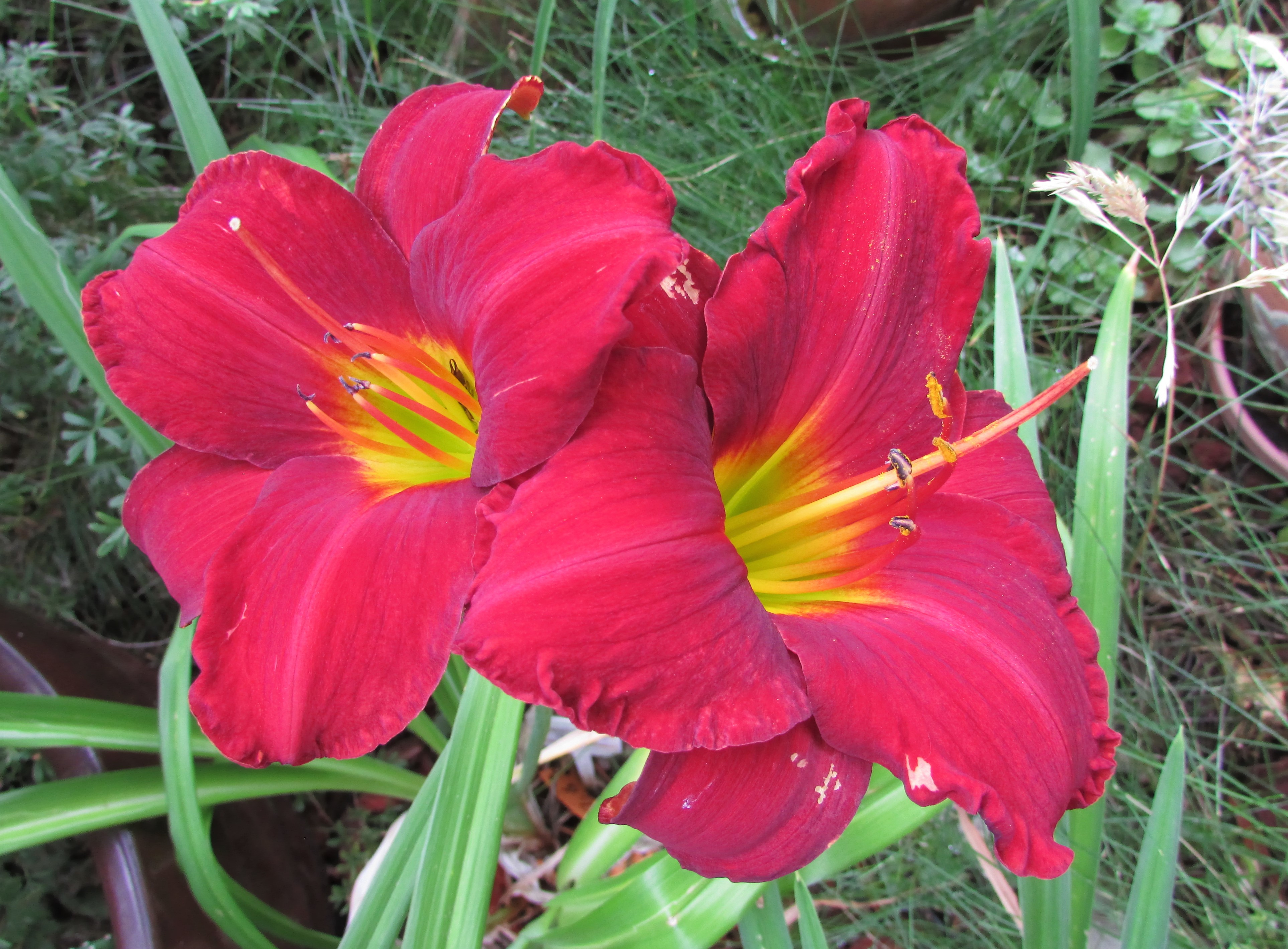 ApacheUprising14.8.10