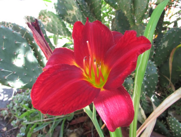 ApacheUprising22.8.12