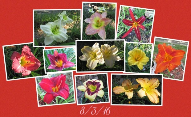 Collage 2016-08-04 00_15_17