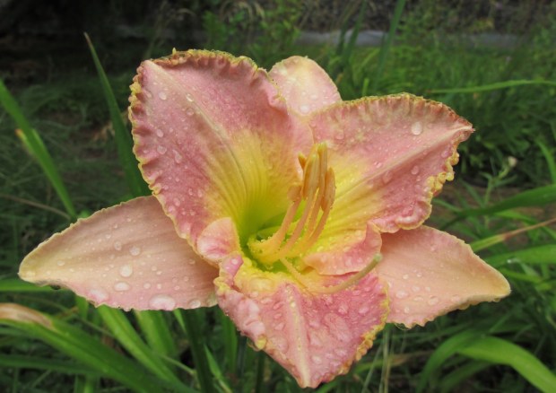 FineTimeLucille25.8.5