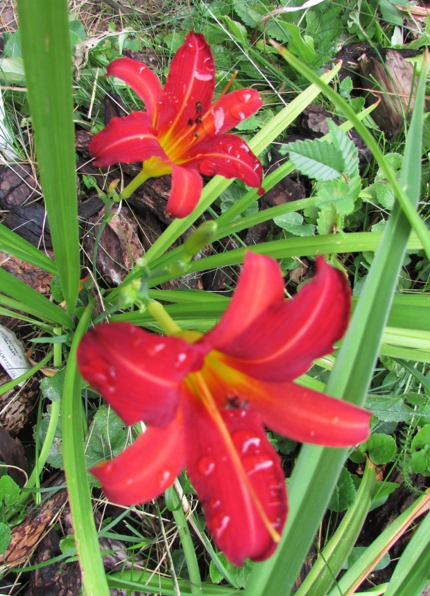 HeirloomHeaven18.8.22