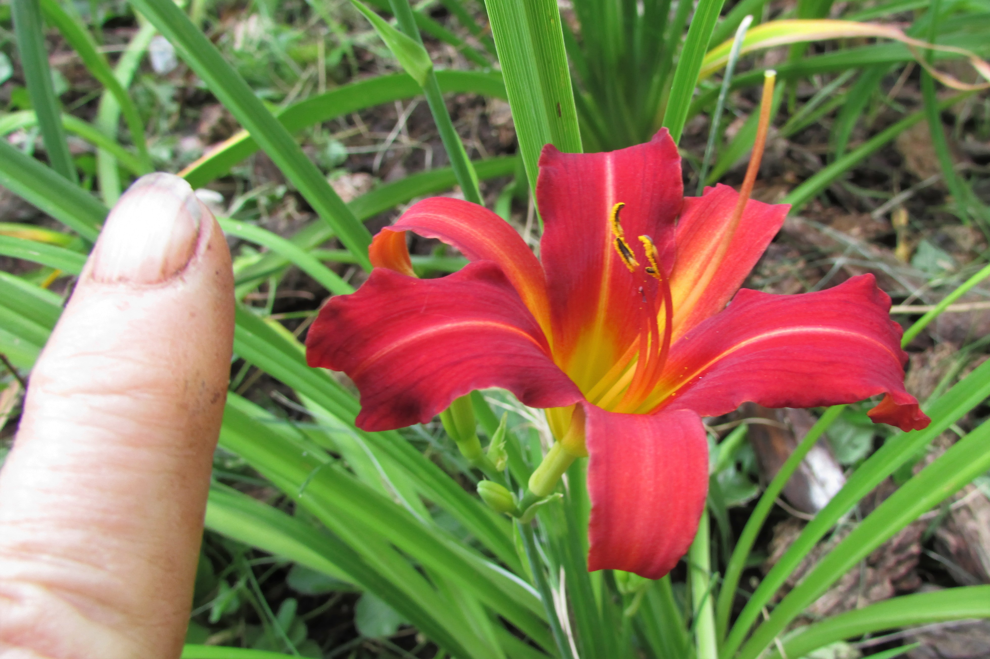 HeirloomHeaven6.8.16wFinger