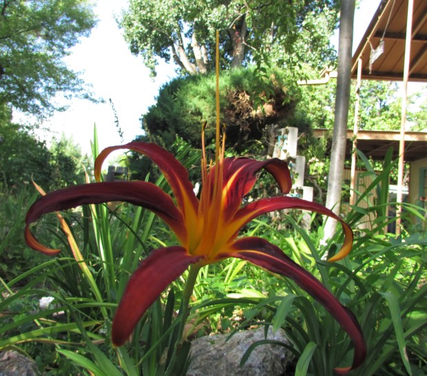 NonasGarnetSpider5.8.3