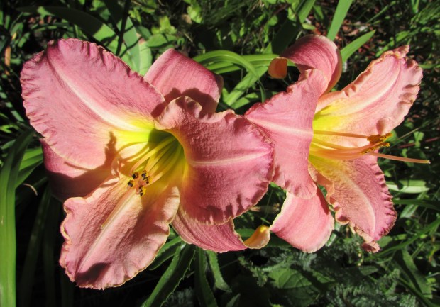 RoyalPalacePrince21.8.7