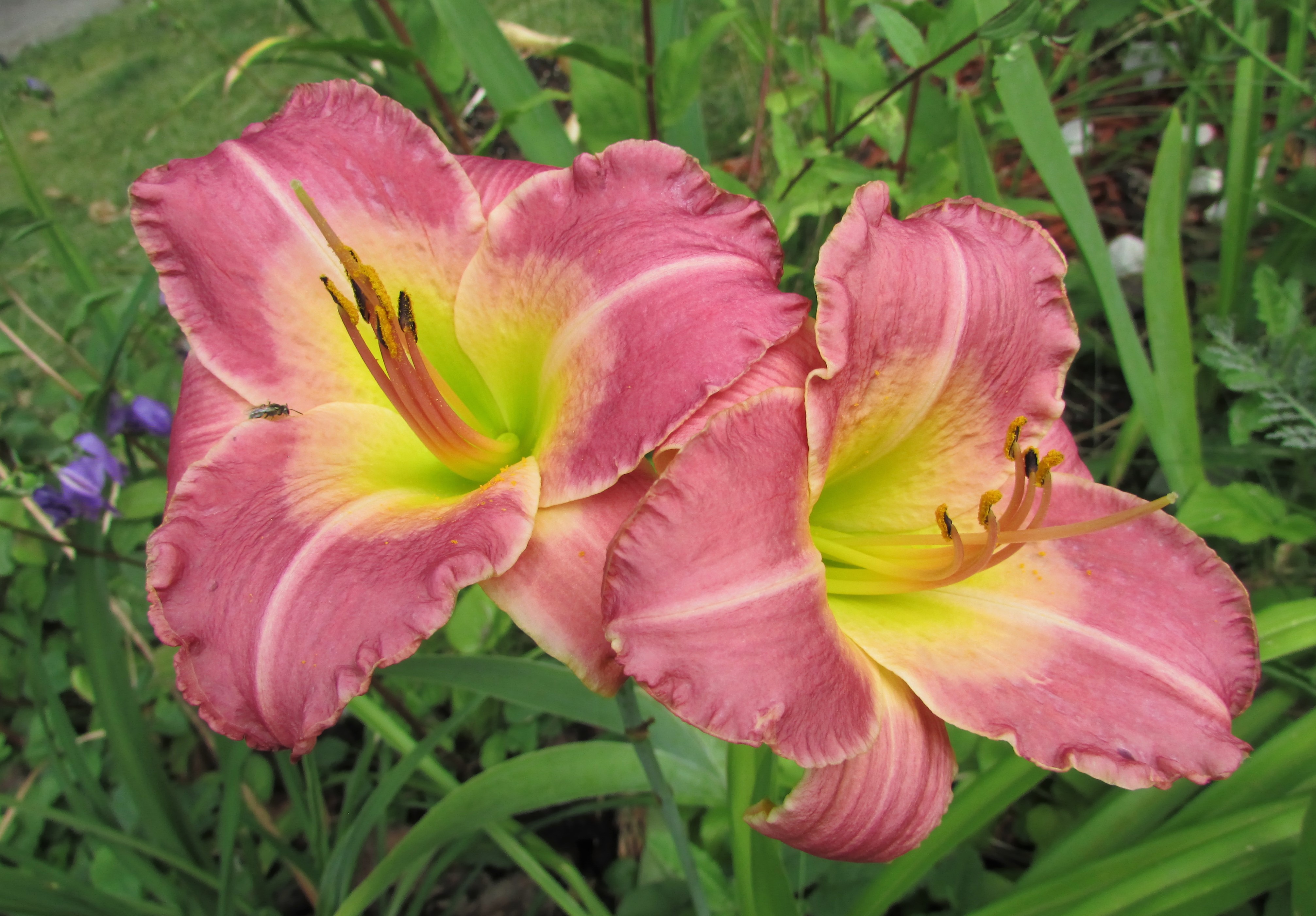 RoyalPalacePrince23.8.10