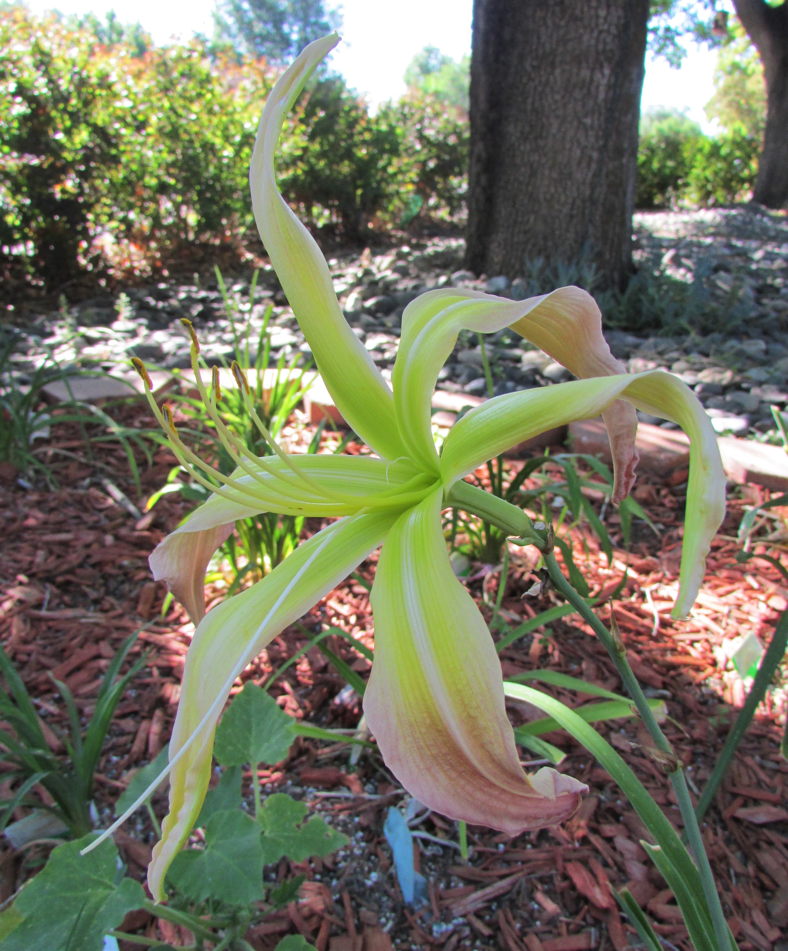 Skinwalker52.8.12focused