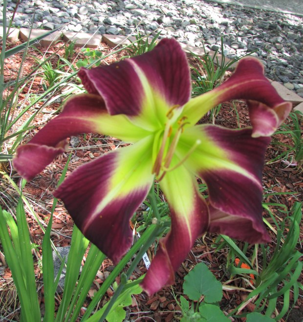 ZuniThunderbird70.8.2