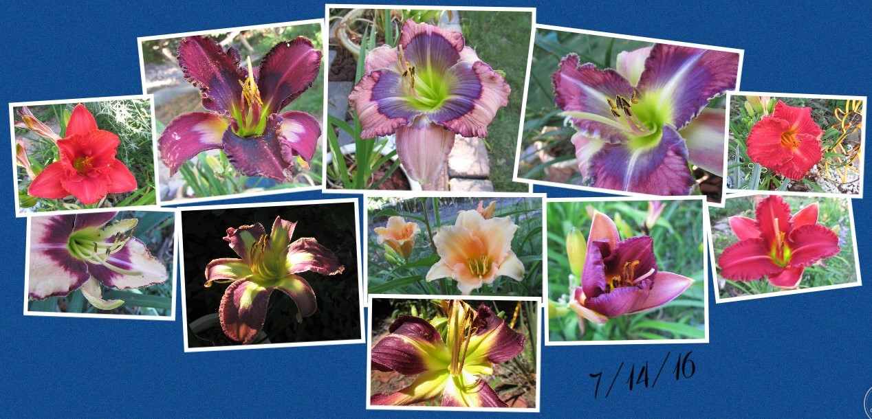 Collage 2016-07-14 17_44_32.jpg