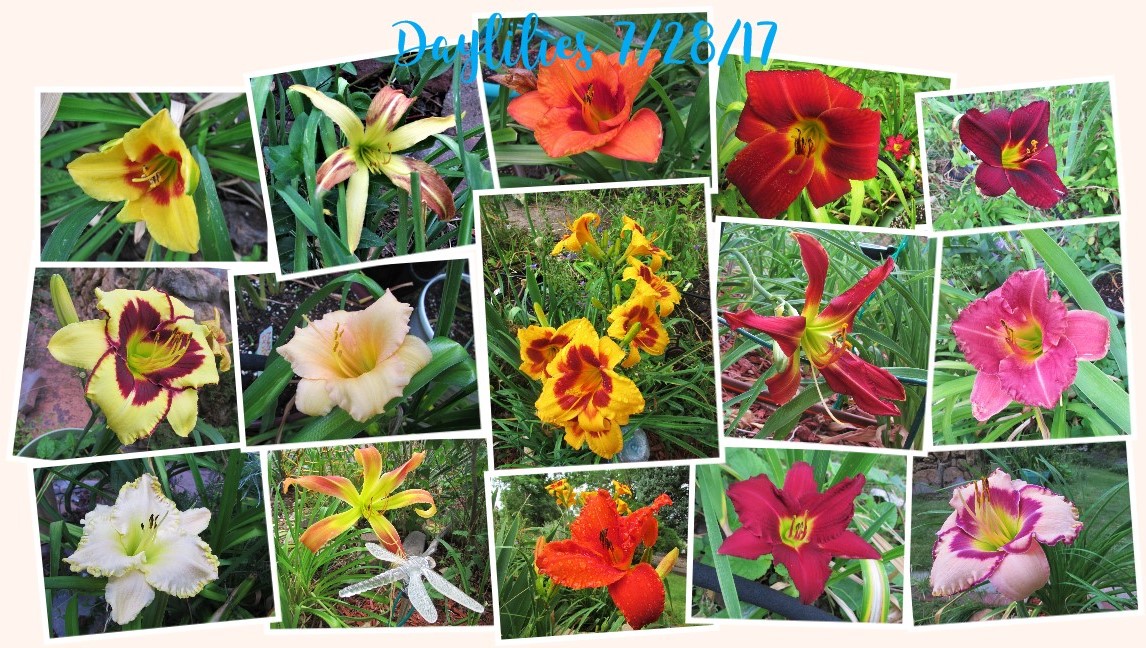 Collage 2017-07-28 21_39_01.jpg