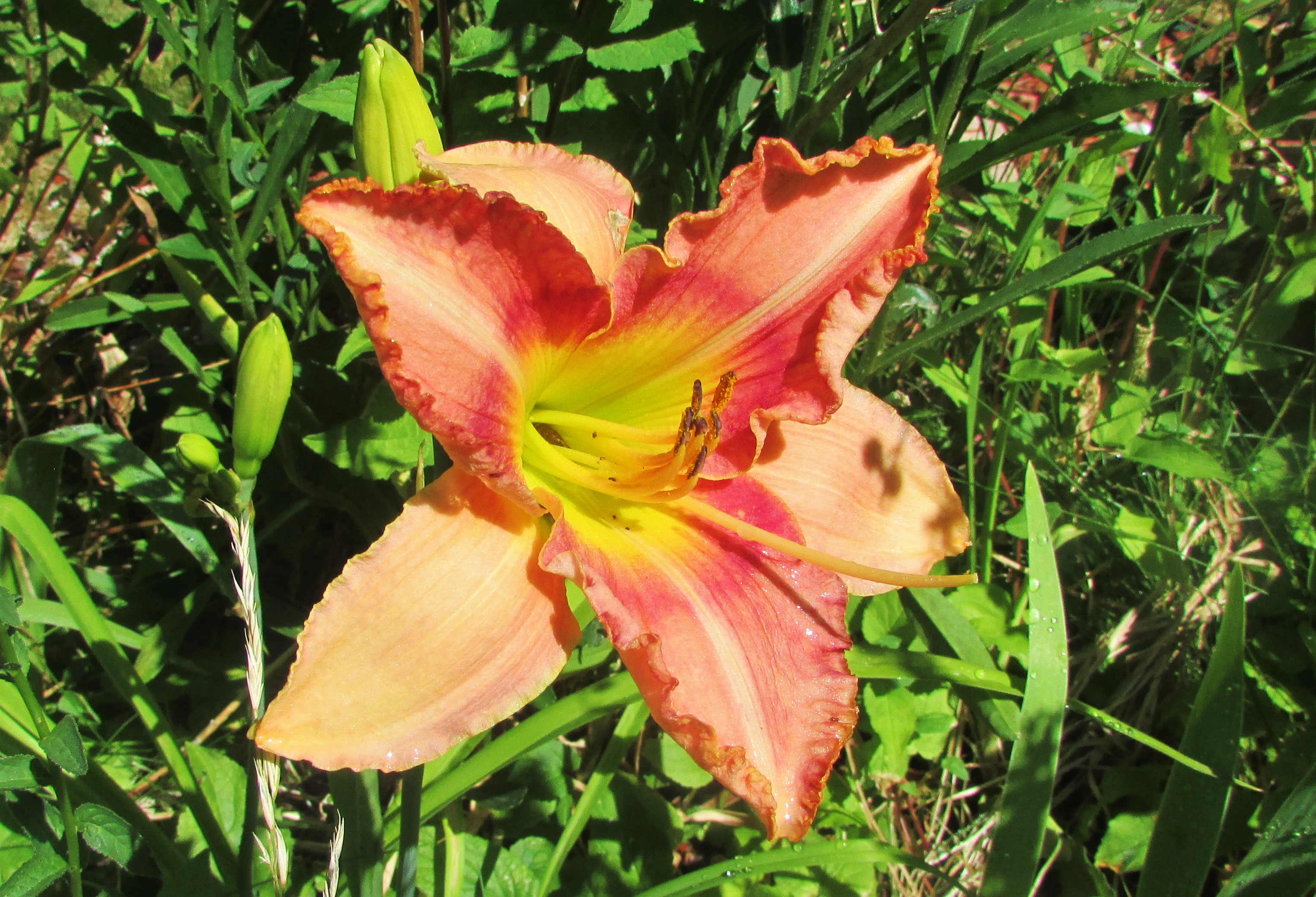 PickoftheLitter1.6.30