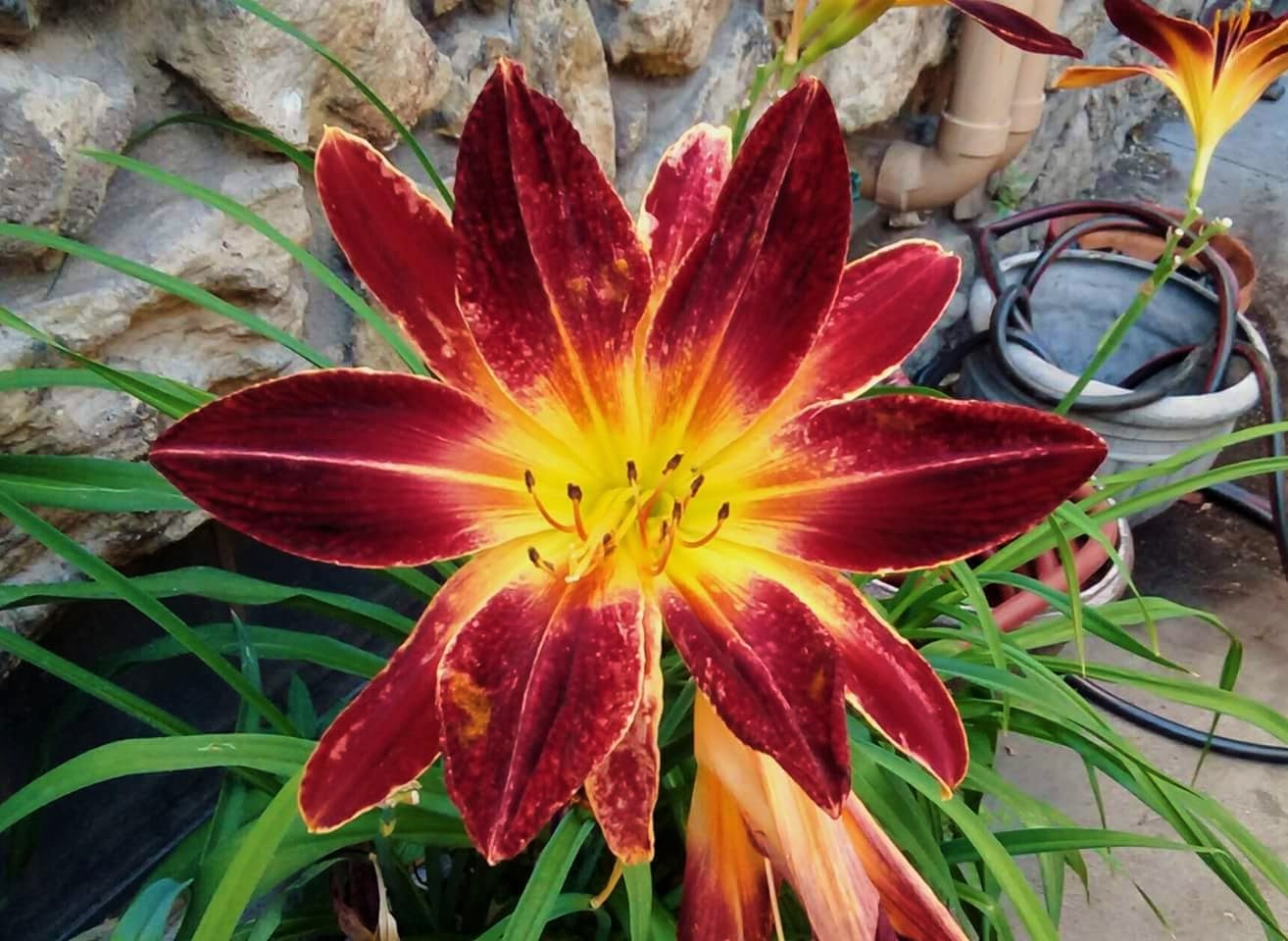 RubySpider7.7.4DoublefromCell