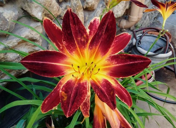 RubySpider7.7.4DoublefromCell