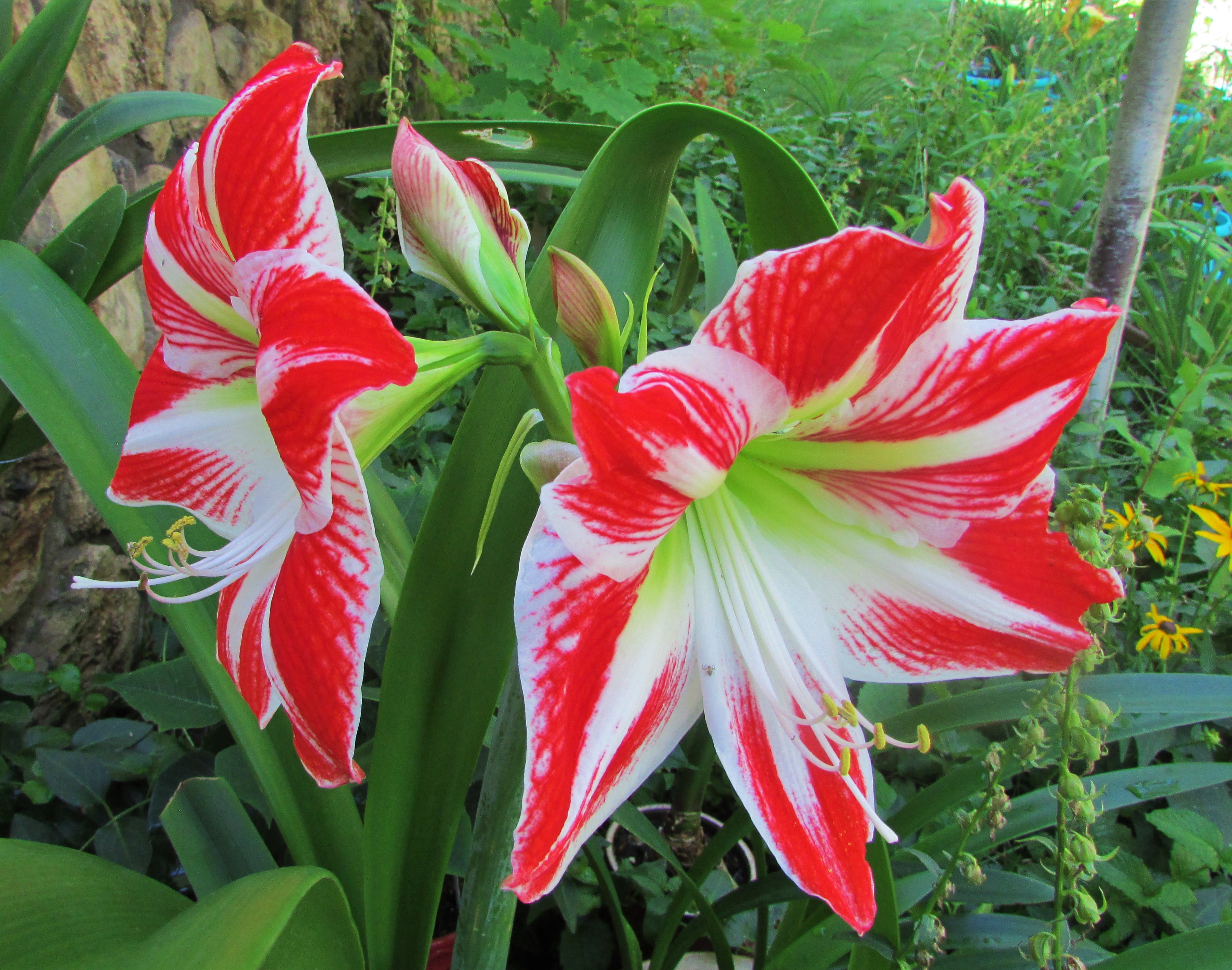 Amaryllis5.8.14.jpg