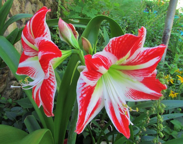 Amaryllis5.8.14.jpg