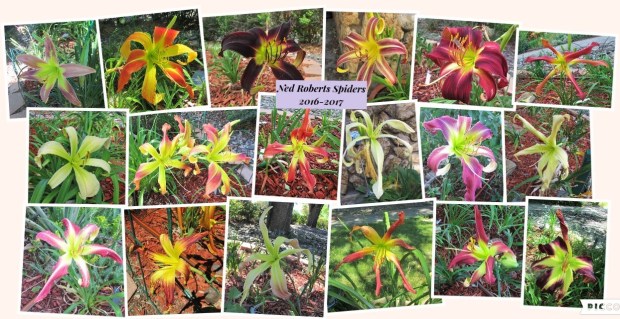 Collage 2017-08-01 21_55_17Roberts