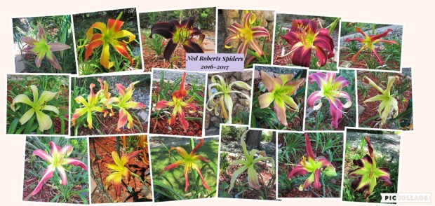 Collage 2017-08-01 21_55_17Roberts.jpg