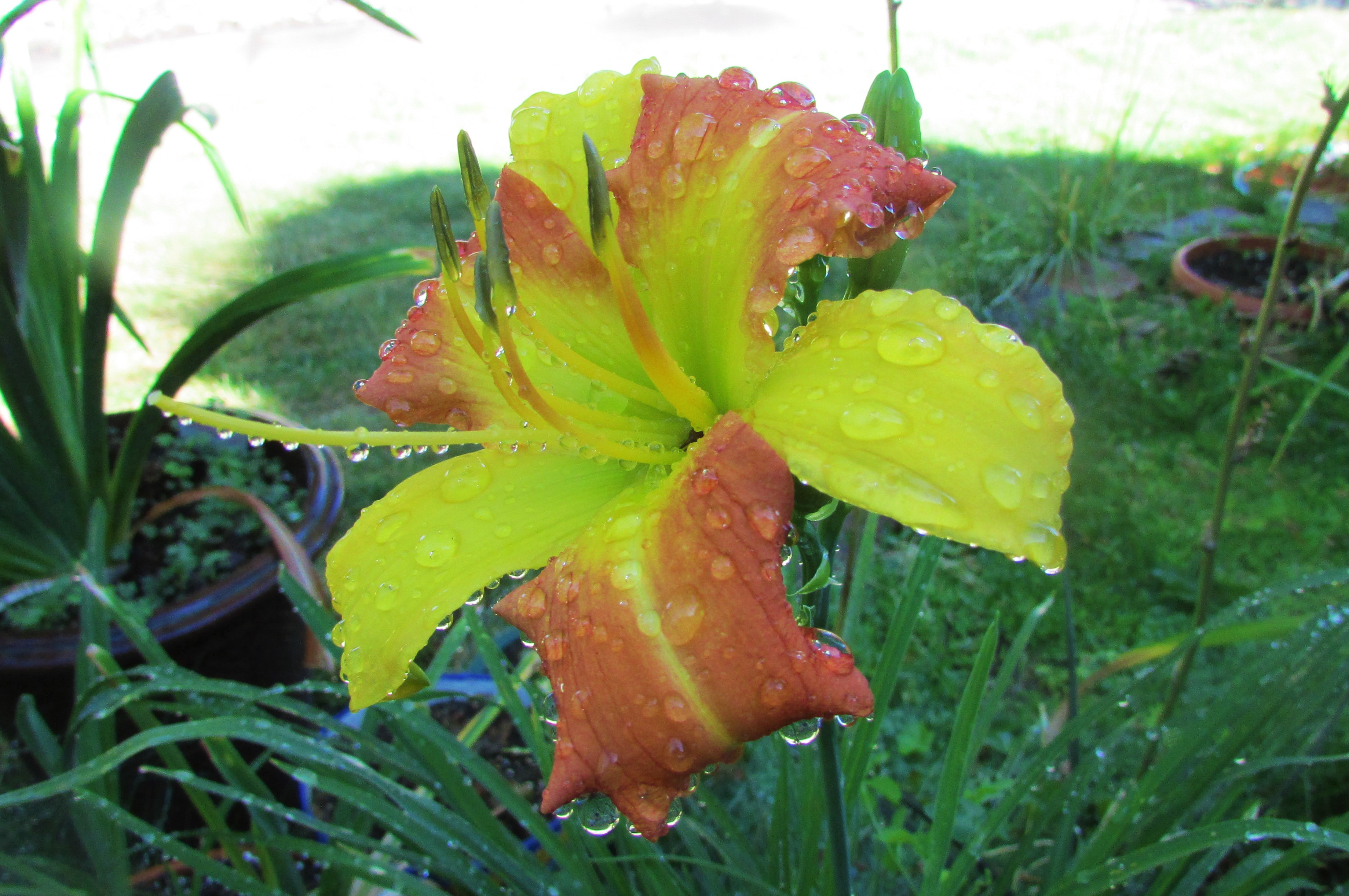YellowPunch1.8.25.jpg